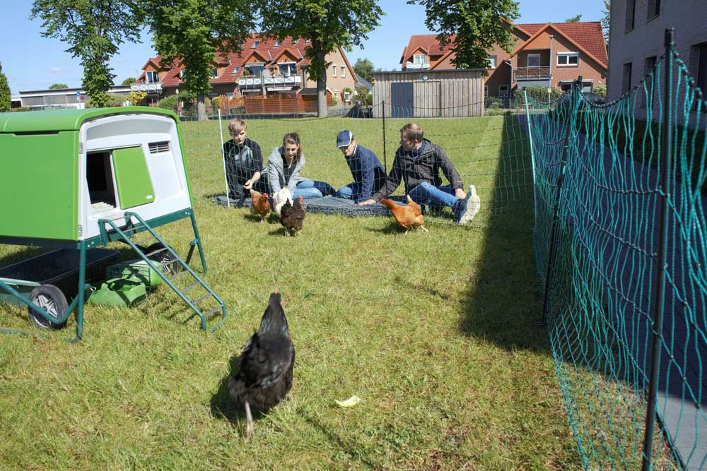Vier Menschen beobachten Hühner