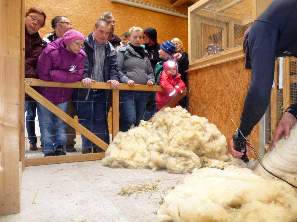 Personen beobachten den Schafscherer bei seiner Arbeit